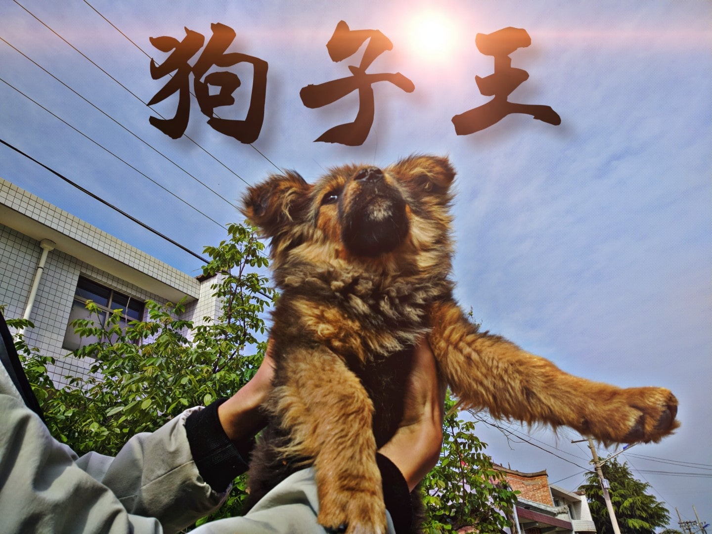 狗子王，后来不知道去哪了
