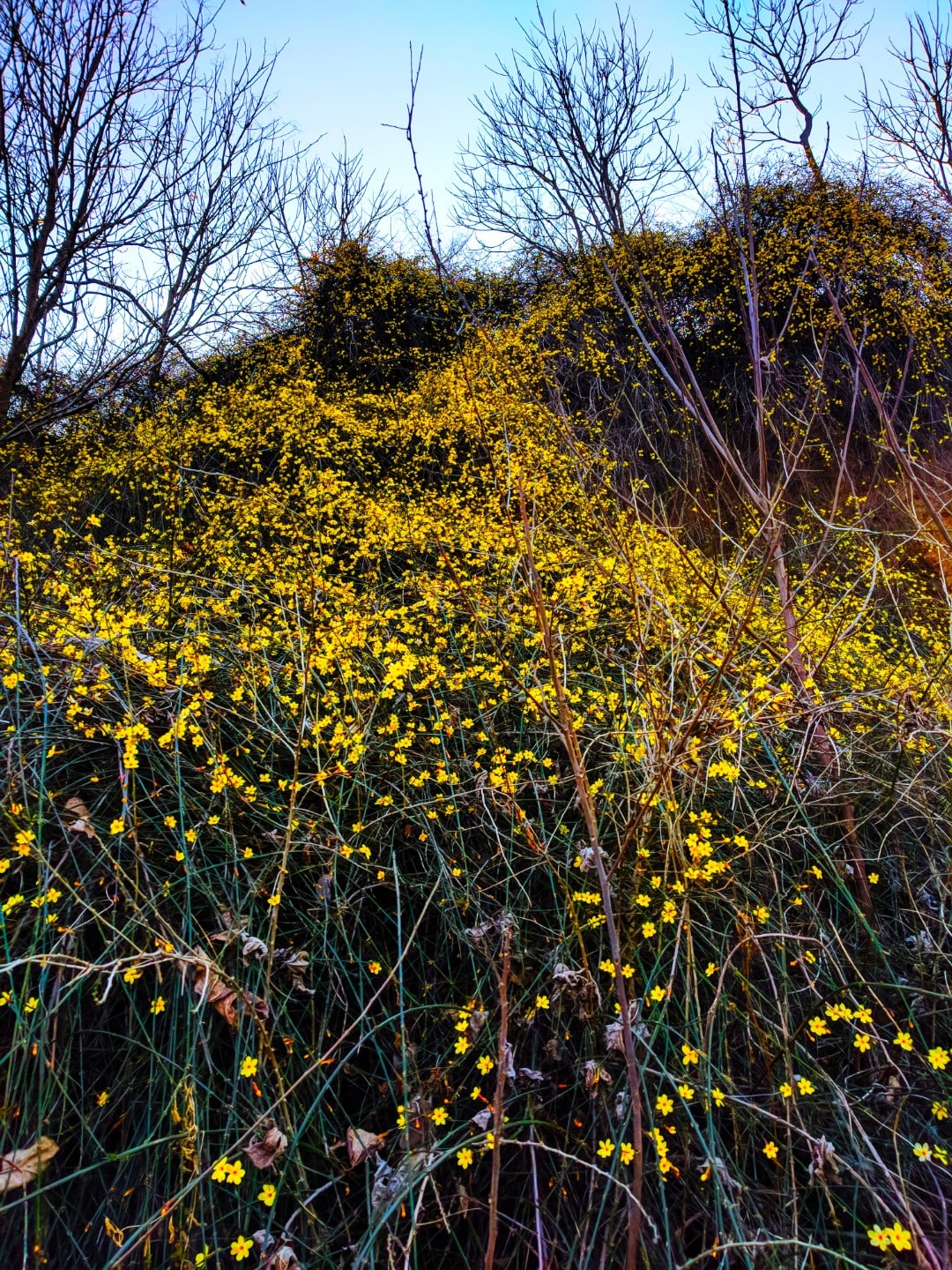 河边的花